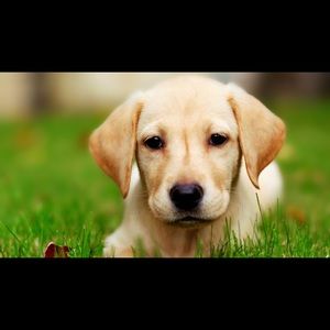 Meet your Posher, Lily