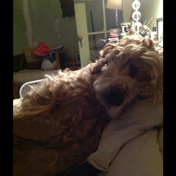 Meet rachaelposhy, POSh ambassador! β‘οΈππ»ππ - Picture 3 of 4