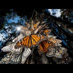 Meet your Posher, Jc