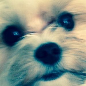 Meet your Posher, Gracie