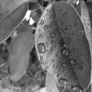 Meet your Posher, Dolly