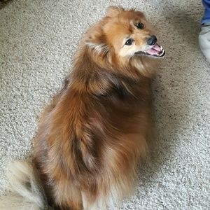 Meet your Posher, Josie