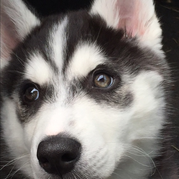 Meet your Posher, Dannielle - Picture 2 of 4