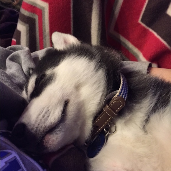 Meet your Posher, Dannielle - Picture 3 of 4