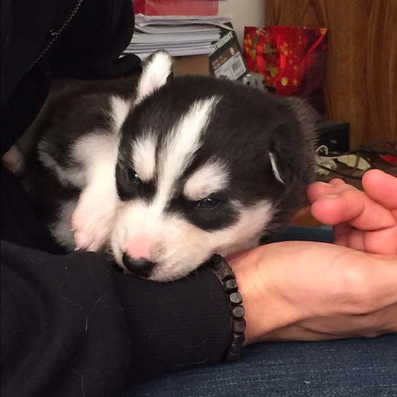 Meet your Posher, Dannielle - Picture 4 of 4