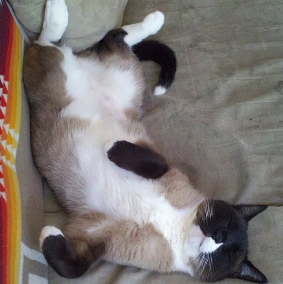 Meet your Posher, Maaka - Picture 5 of 7