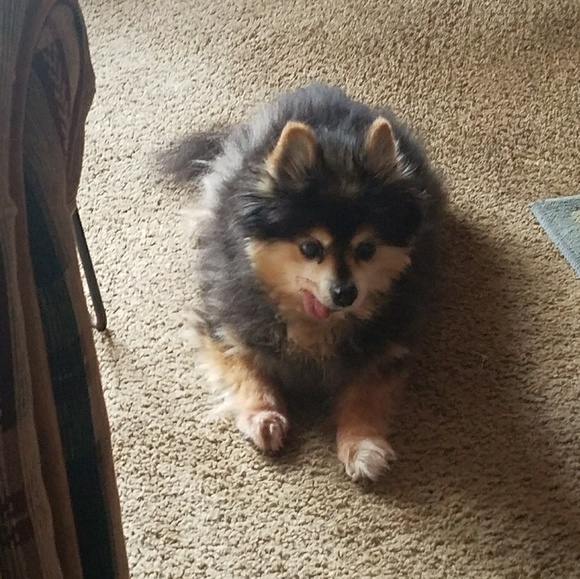 Meet your Posher, Maaka - Picture 6 of 7