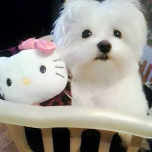 Meet your Posher, Gigi