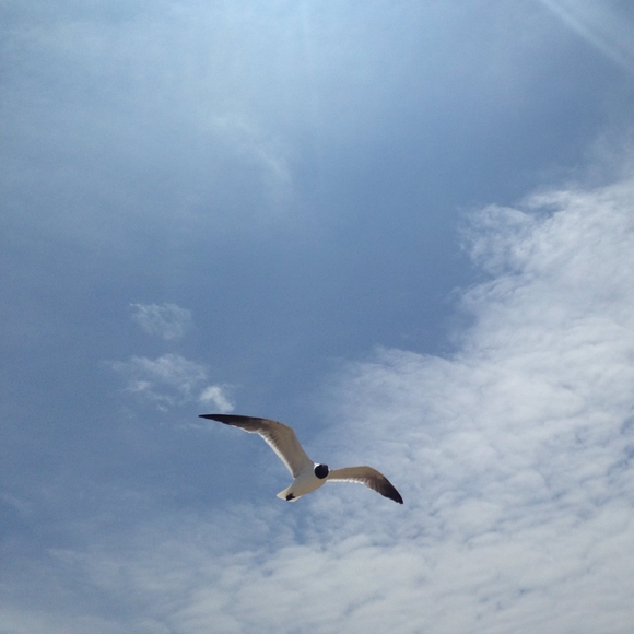 Meet your Posher, Julia - Picture 1 of 1