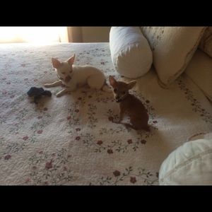 Meet your Posher, Brenda