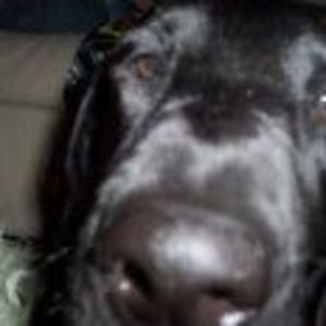 Meet your Posher, Adam