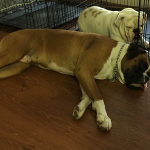 Meet your Posher, Nora