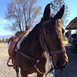 Meet your Posher, Shilo