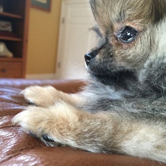 Meet your Posher, Cori - Picture 1 of 1