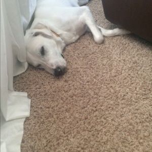 Meet your Posher, Dana