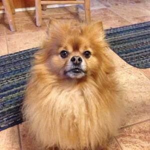 Meet your Posher, Deborah n tim