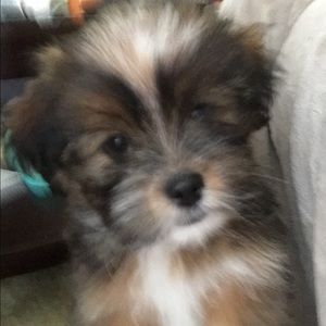 Meet your Posher, Victoria