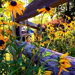 Meet your Posher, Marissa