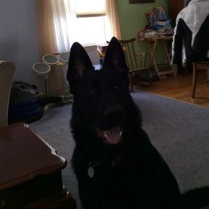 Meet your Posher, Steven