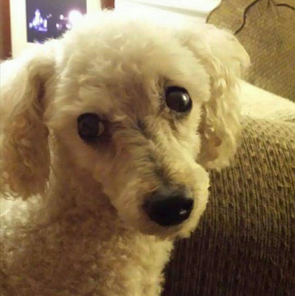 Meet your Posher, Judy - Picture 4 of 10