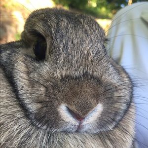 Meet your Posher, Willow