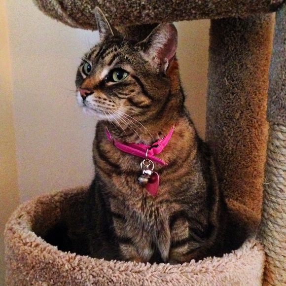 Meet your Posher, Sharon - Picture 4 of 4