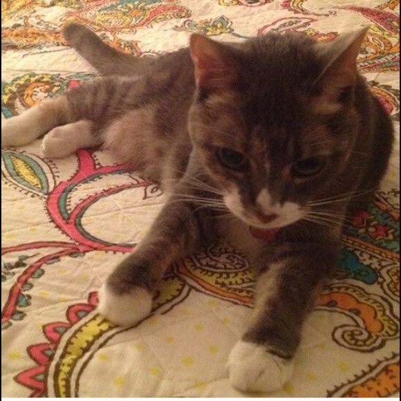 Meet your Posher, Sharon - Picture 3 of 4