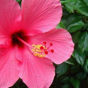 Meet your Posher, Bunga