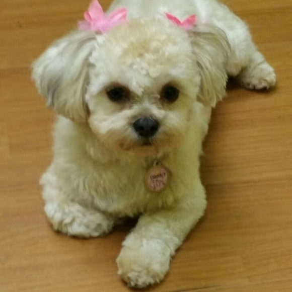 Meet your Posher, LaReina - Picture 2 of 4