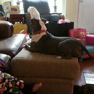 Meet your Posher, Rose