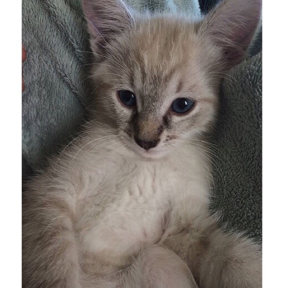 MEET YOUR POSHER!!! - Picture 4 of 4