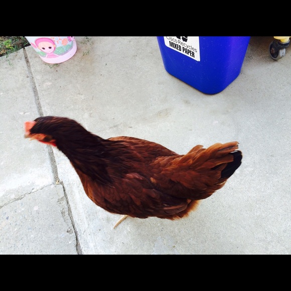 Meet your Posher, Samantha - Picture 1 of 1