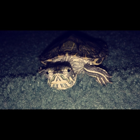 Meet my baby......🌺 Tink🌺🐢