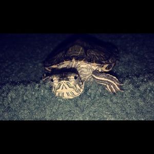 Meet my baby......🌺 Tink🌺🐢
