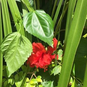 Meet your Posher, Tracey