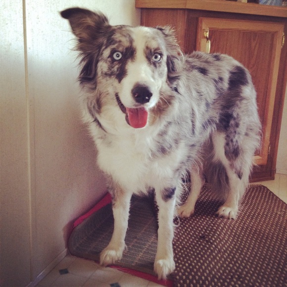 Meet Your Posher! 💘🌵⚡️🎵🌻♻️ - Picture 3 of 4