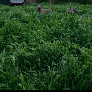 Meet your Posher, Sammy