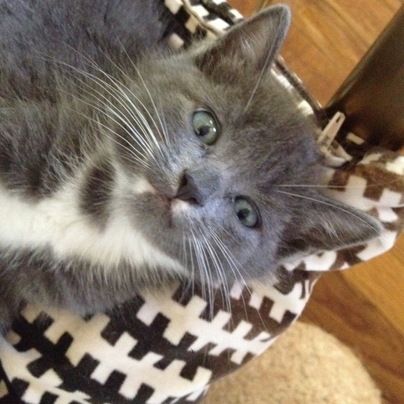 Meet your Posher, Stephanie - Picture 1 of 1