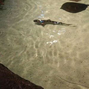 Meet your Posher, Wesley