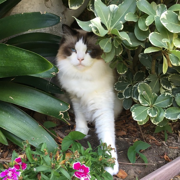 Meet your Posher, Linda - Picture 2 of 8