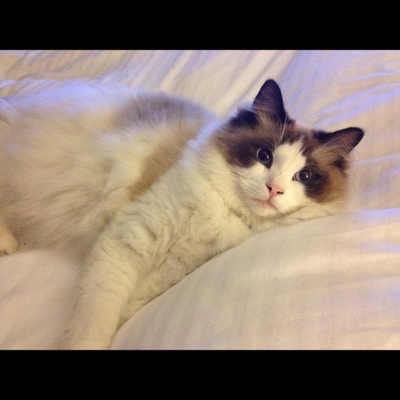 Meet your Posher, Linda - Picture 7 of 8