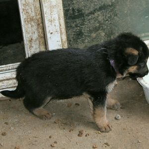 Meet your Posher, Bridget