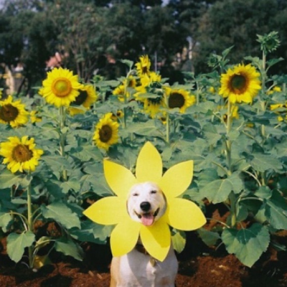 Meet your Posher, Rosie - Picture 1 of 1