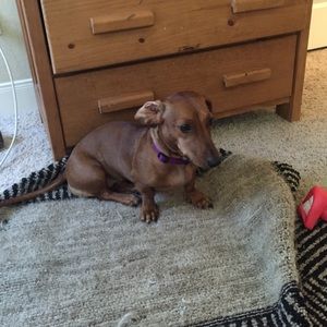 Meet your Posher, Cody