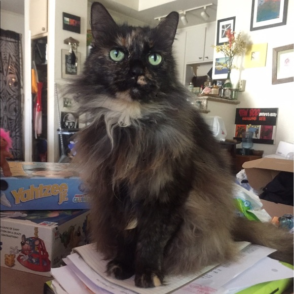 💛 MEET THE POSHER(S) 👶👶👩🐶🐱🐯 - Picture 8 of 16