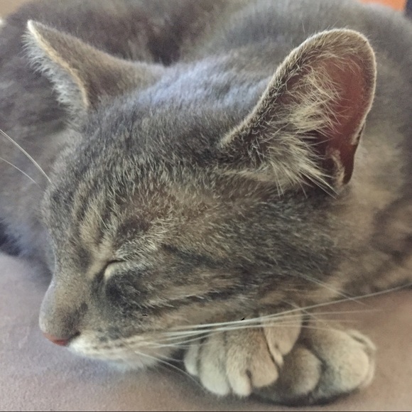 💛 MEET THE POSHER(S) 👶👶👩🐶🐱🐯 - Picture 9 of 16