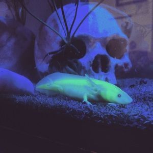 Meet your Posher, Trey