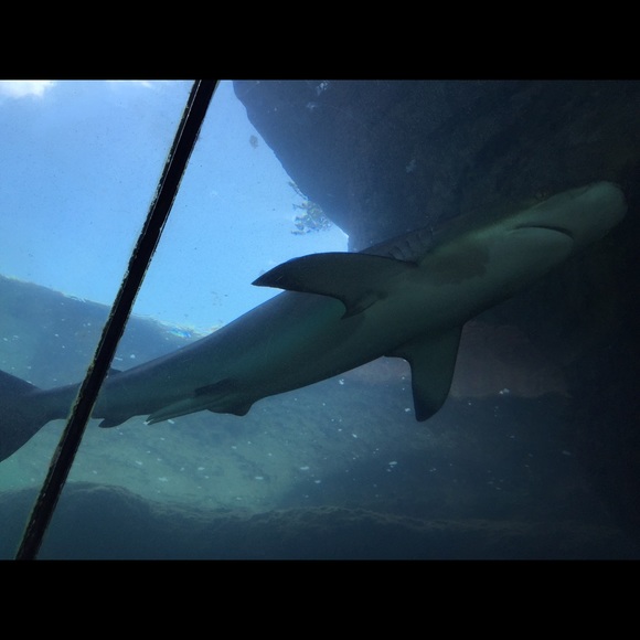 Meet your Posher, Stephanie - Picture 1 of 1