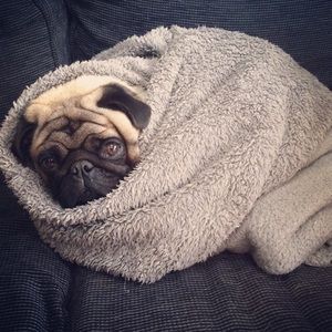 Meet your Posher, Curtis