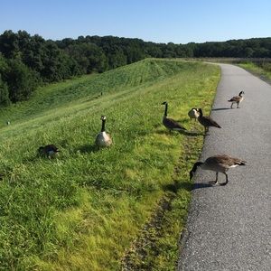 Meet your Posher, Handan